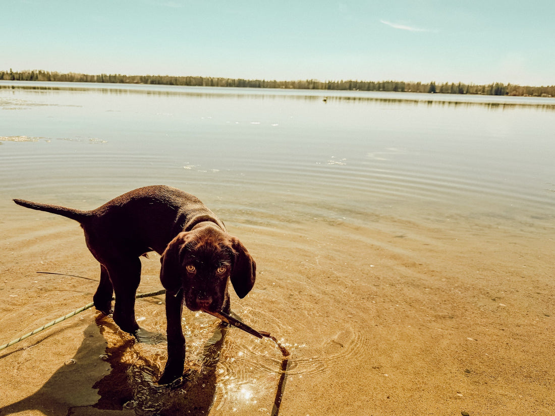 Ice-Out 2026 + Welcoming Koda to the Lake
