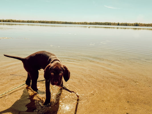 Ice-Out 2026 + Welcoming Koda to the Lake